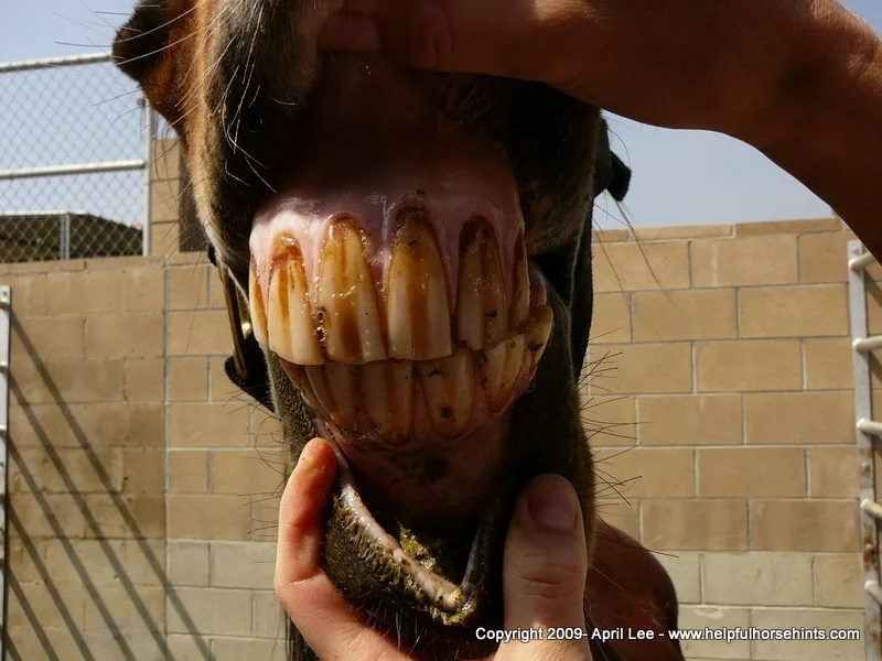 horses teeth age 20 year old