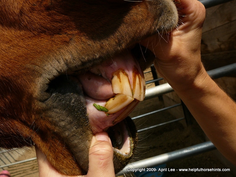 Right side of Arabian's Mouth, showing horse teeth