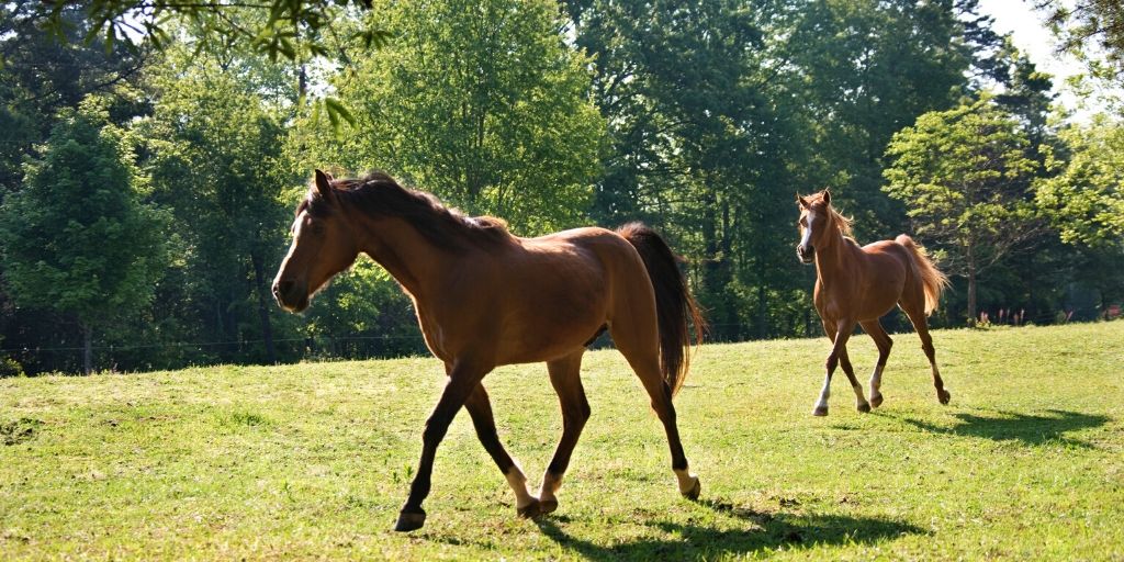 horses trotting in a pasture