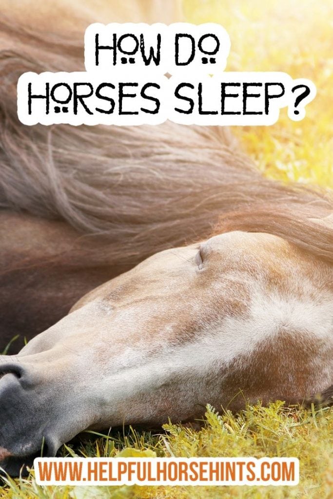 Pinterest Pin - How do horses sleep