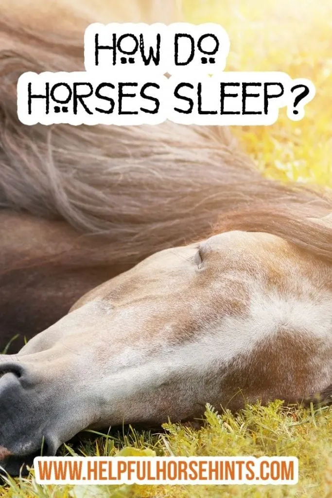 Pinterest Pin - How do horses sleep