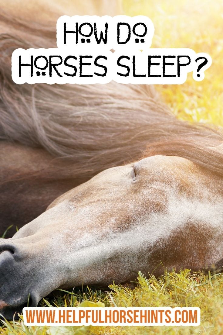 How Horses Sleep A Detailed Look at When, How & How Long Helpful
