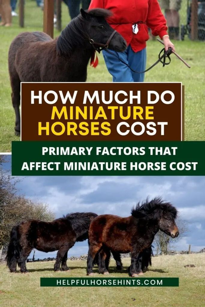 Pinterest pin - How Much Do Miniature Horses Cost
