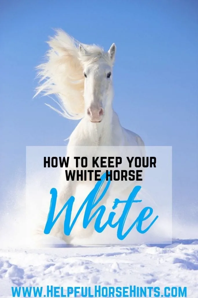 Pinterest pin - Ultimate Guide to Getting & Keeping Your Horse’s Tail White