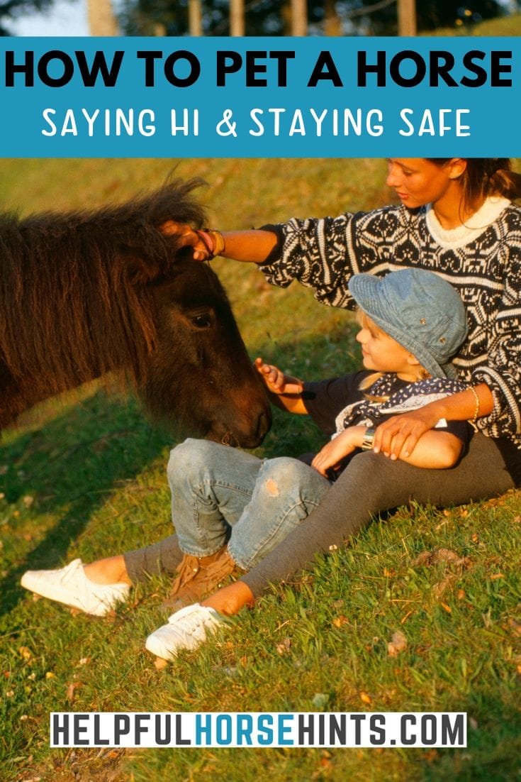 How to Pet A Horse Saying Hi and Staying Safe Helpful Horse Hints