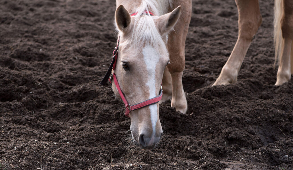 hungry horse finding food in the pasture 