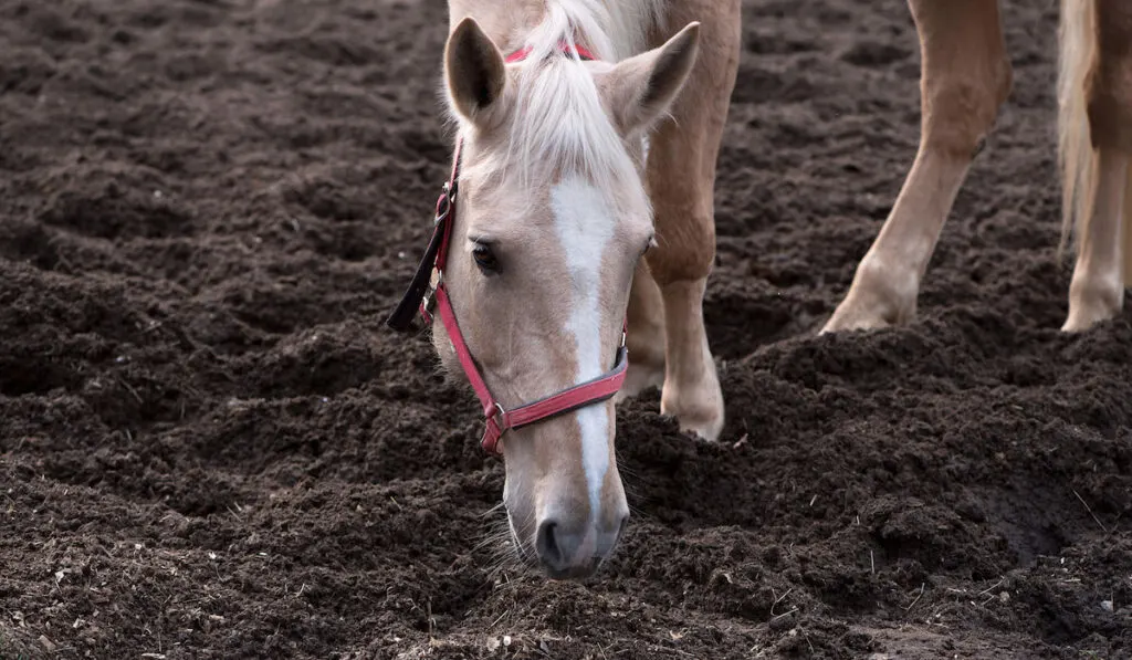 hungry horse finding food in the pasture