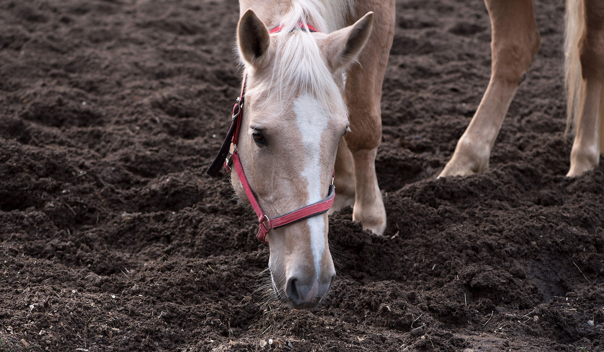 9 Reasons Horses Eat Dirt and What You Can Do to Stop It Helpful
