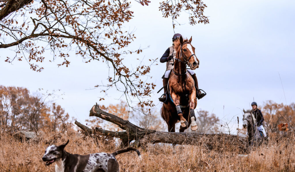 hunting horse event, hubertus ride in fall, hunting of fox