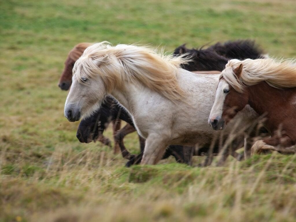 icelandic ponies in a field