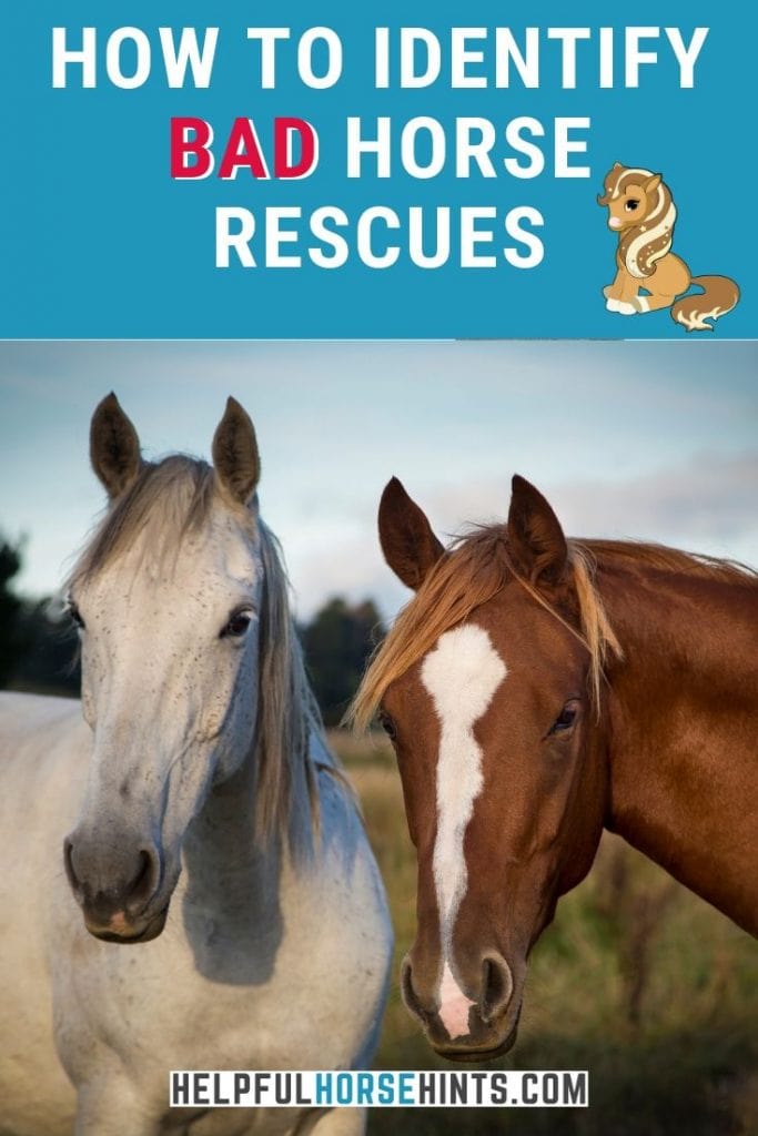 Pinterest pin - how to identify bad horse rescues.