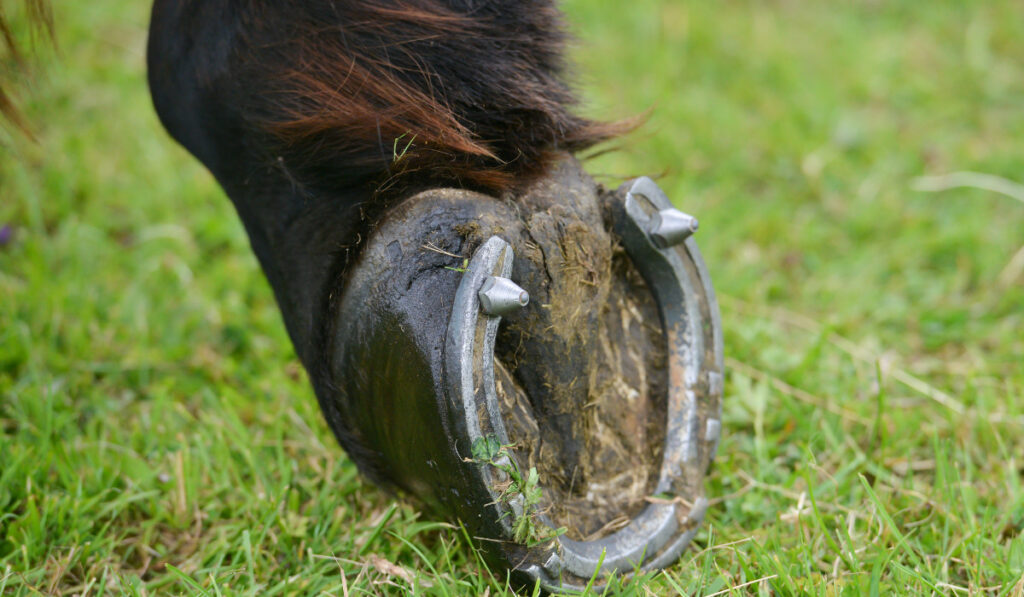 close up shot of horse with studs