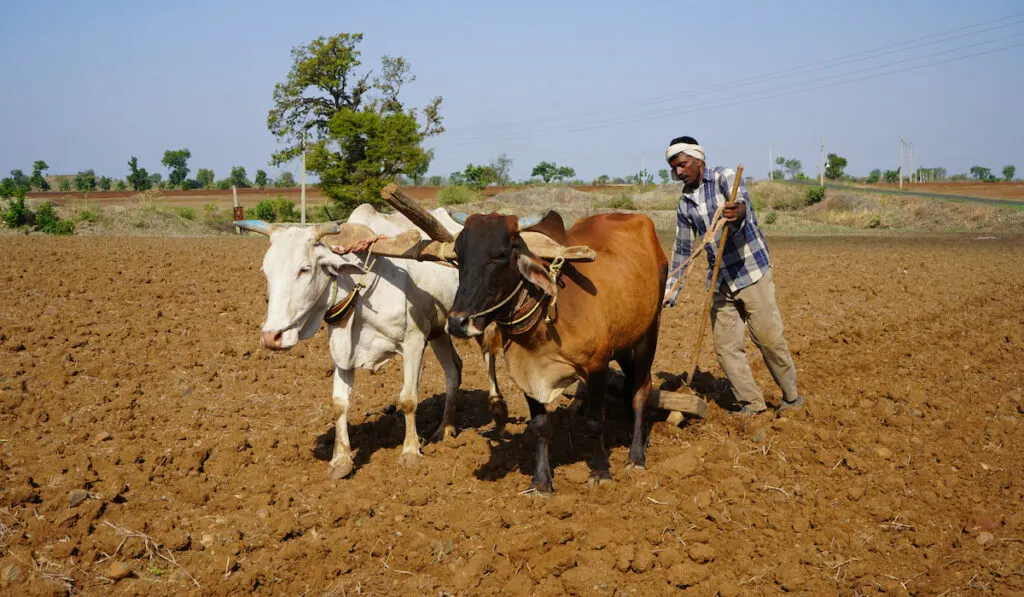 indian farmer with oxes