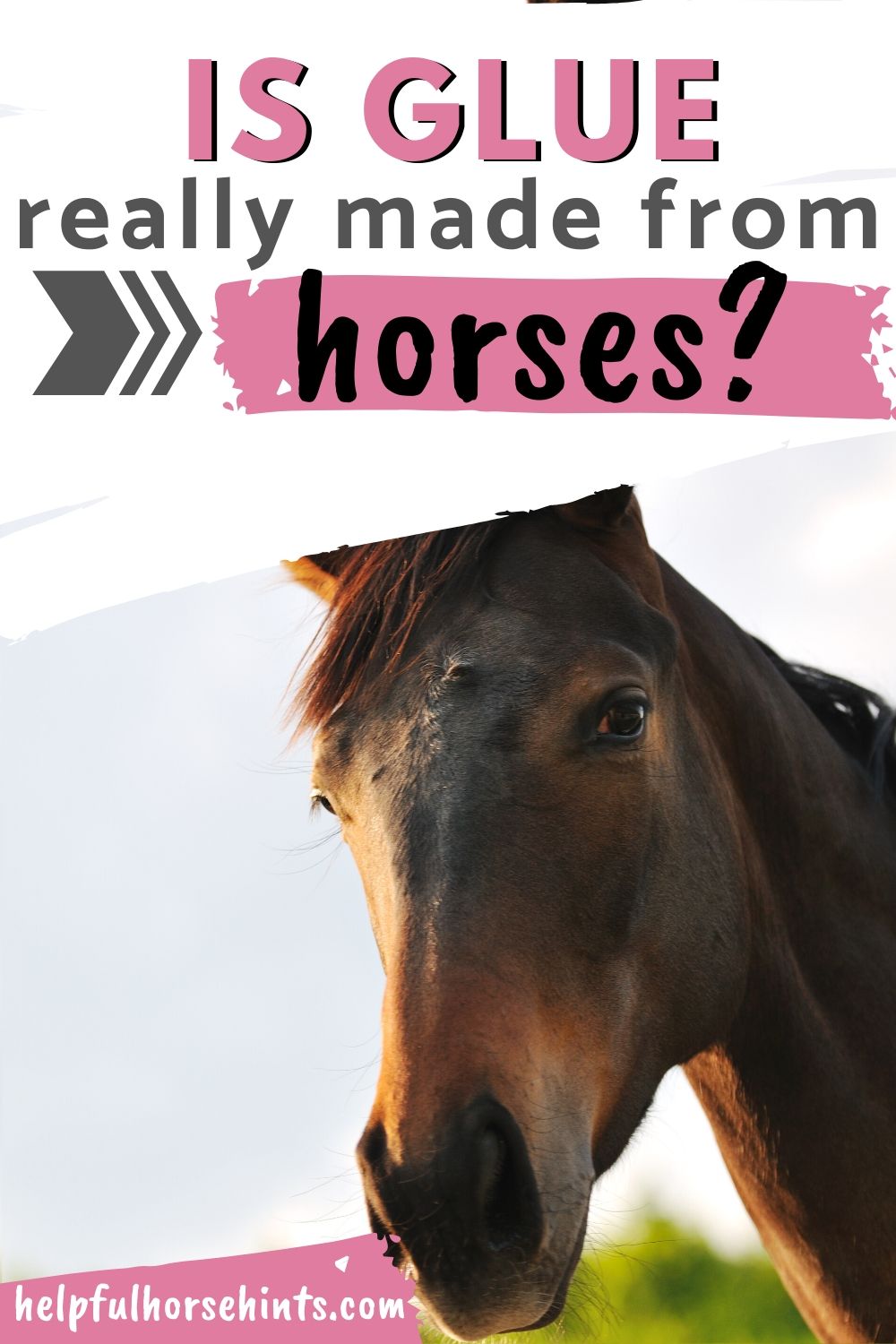 The Truth About Horses and Glue Facts & History Helpful Horse Hints