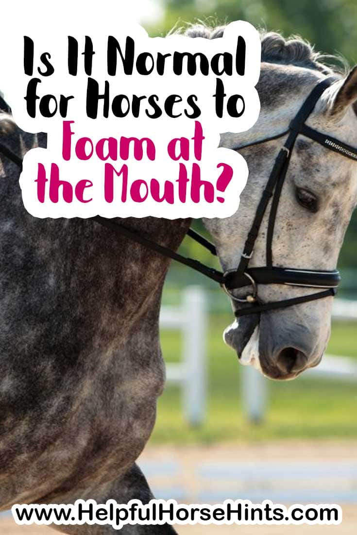 Foamy Mouth in Horses What Causes It & Is It Good Or Bad? Helpful Horse Hints