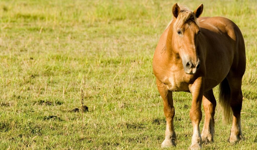 italian heavy draft horse in a field