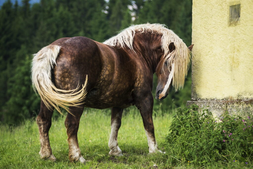 Italian heavy draft horse in a field 