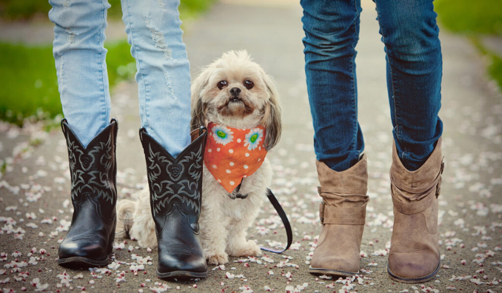 Little dog with an orange bandana sitting beside two girls in jeans and cowboy boots
