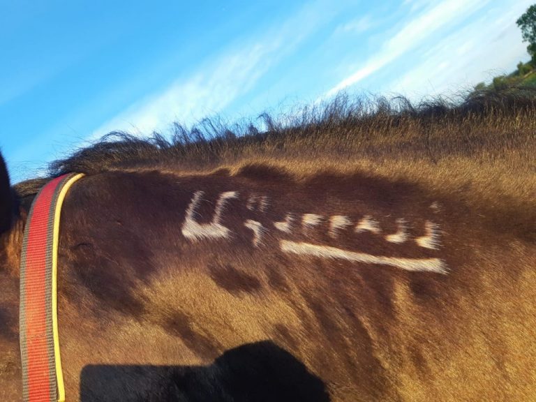 Decoding A Mustang Horse Brand Helpful Horse Hints