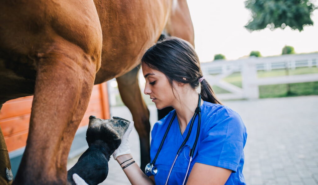 vet examining the leg of the horse