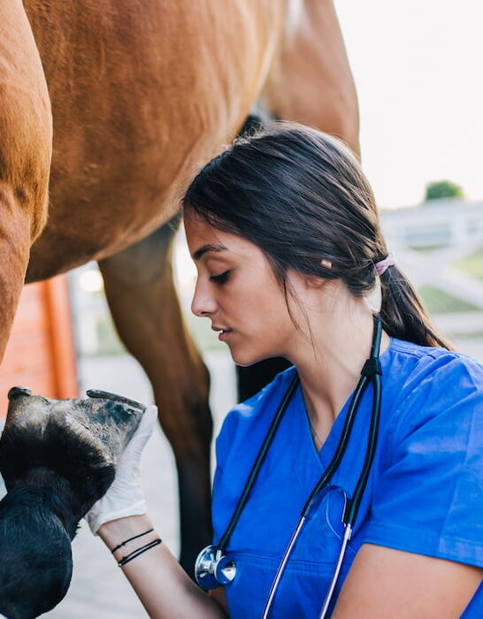 lameness exam on horse