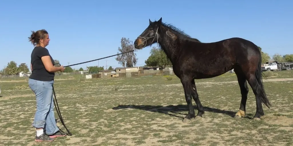 Woman pulling of the rope connected to a black horse, asking to lead