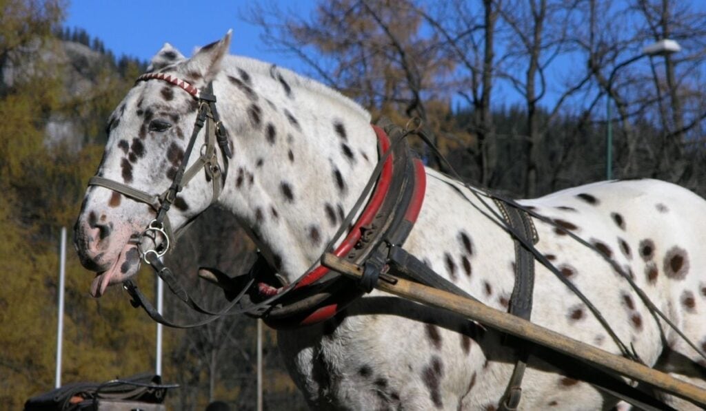 leopard horse