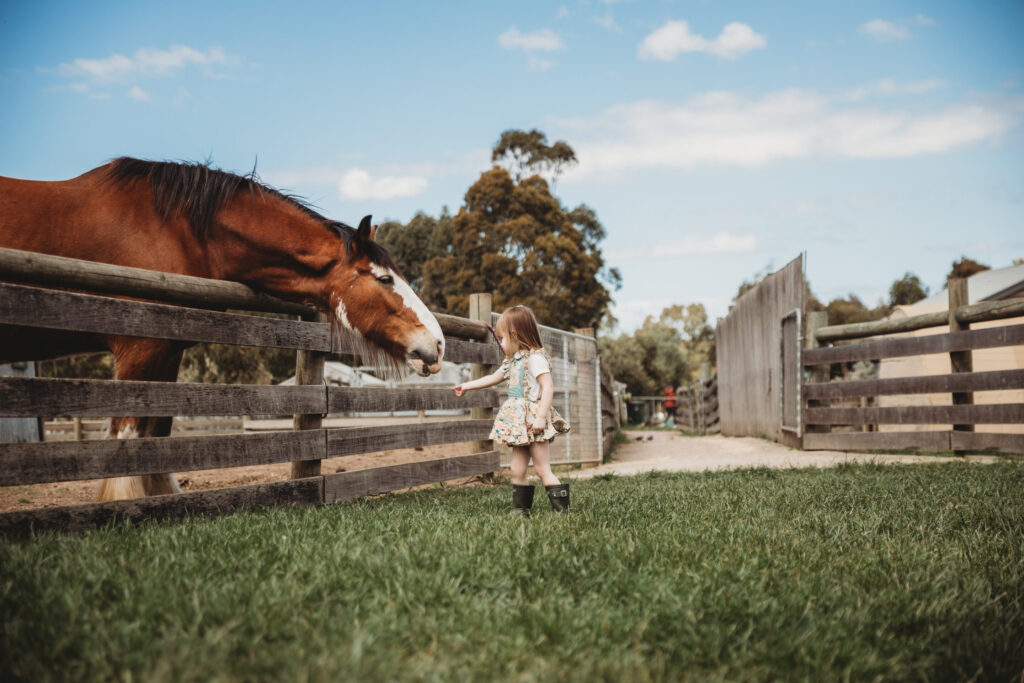 little girl feeding a clydescale horse inside wooden fence