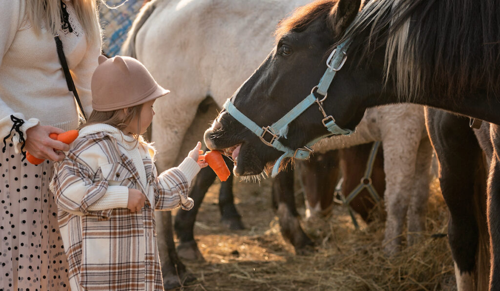 little girl feeding brown horse