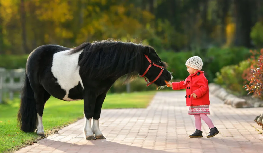 little girl hand feeding carrot to a pony