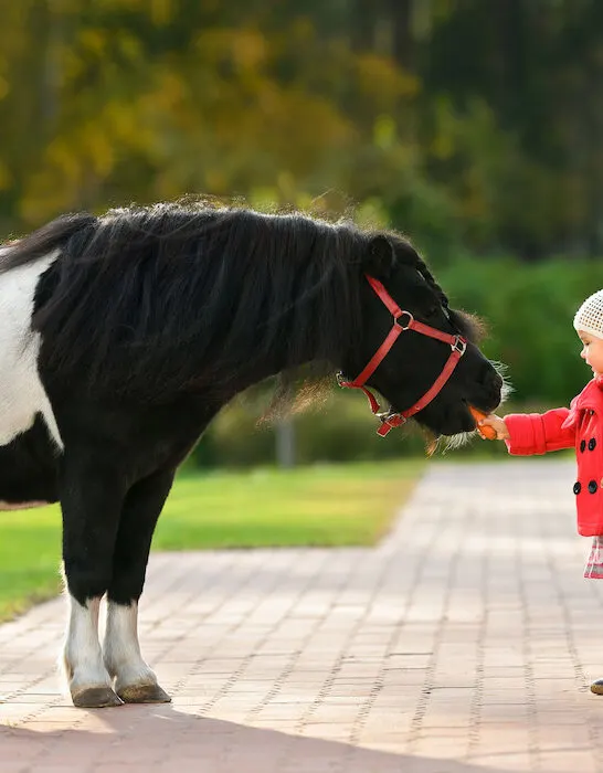 little girl hand feeding carrot to a pony