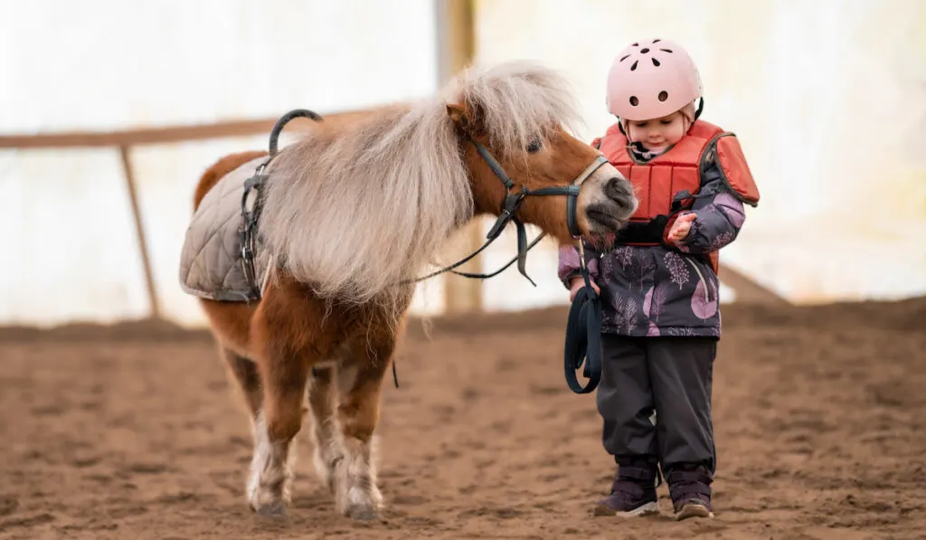  little girl in protective jacket and helmet with her brown pony before riding Lesson