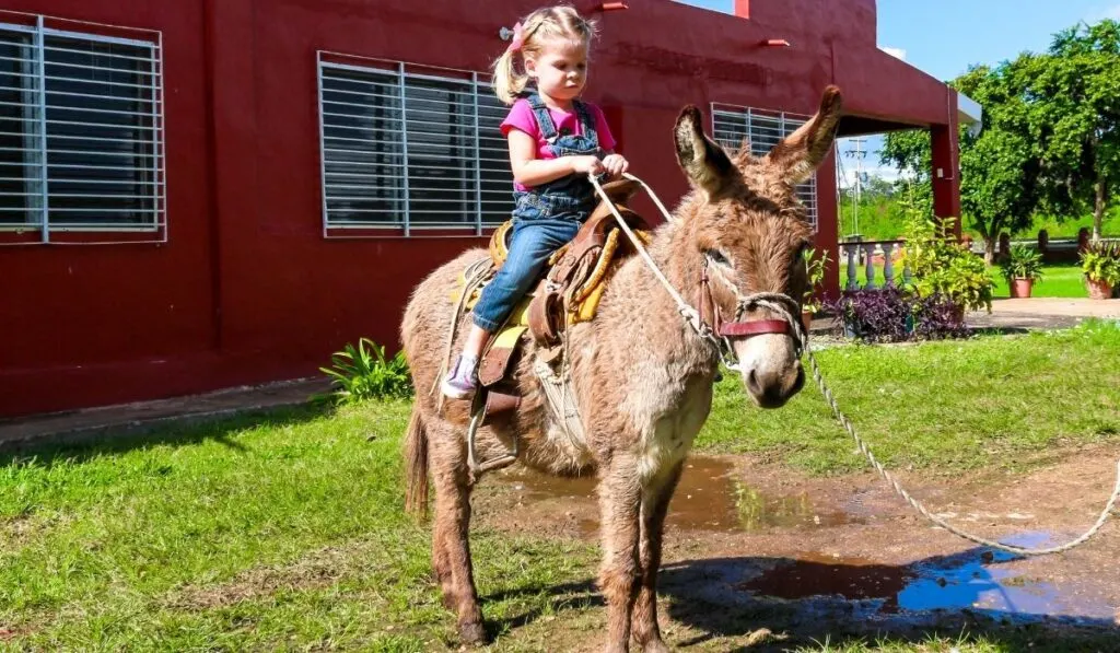 little girl riding a donkey