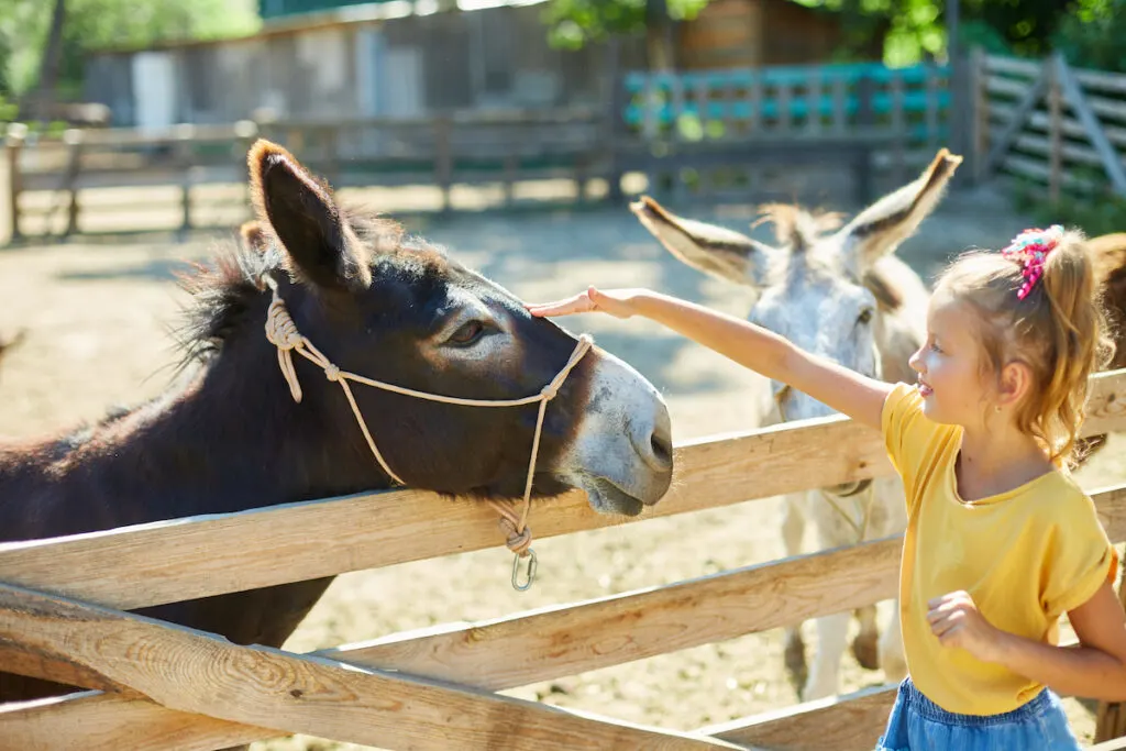 little girl taking a picture with a donkey at the zoo