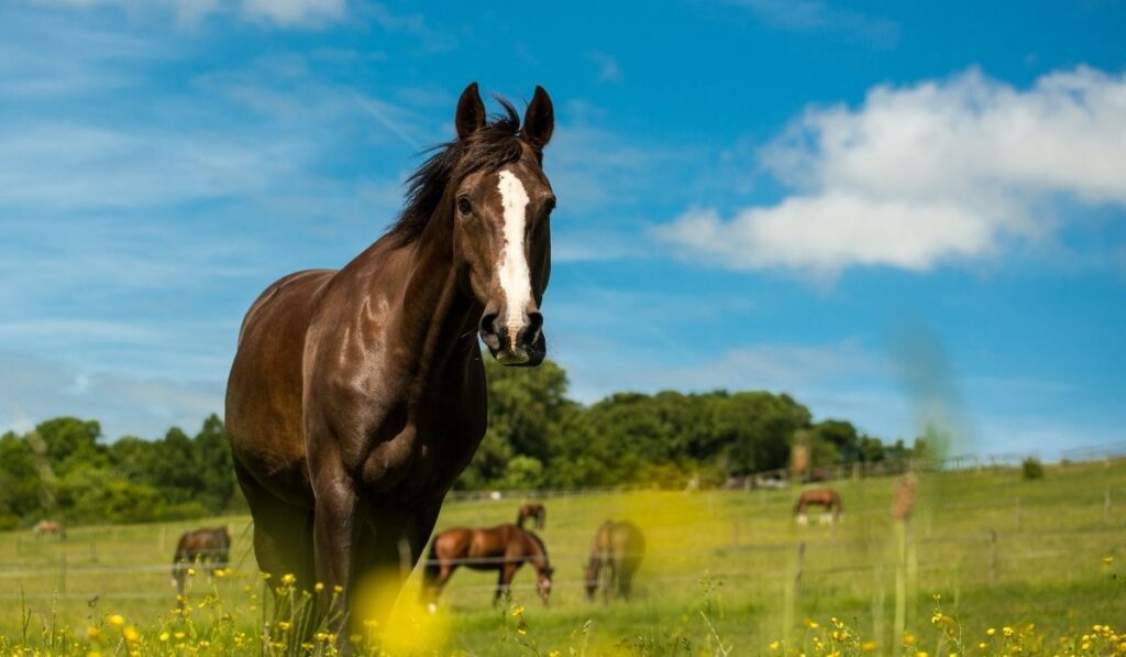 liver chestnut horse on meadow