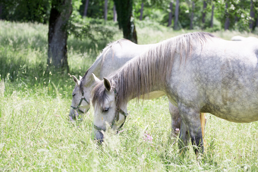 lizzpian eating grass in the meadow