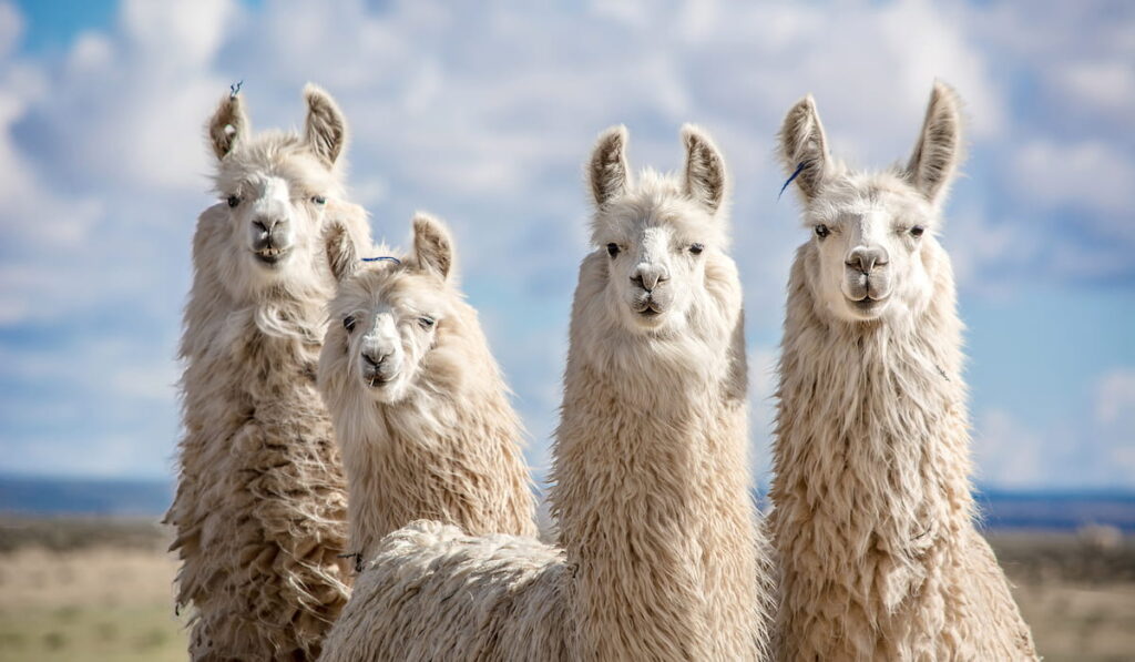 llama 