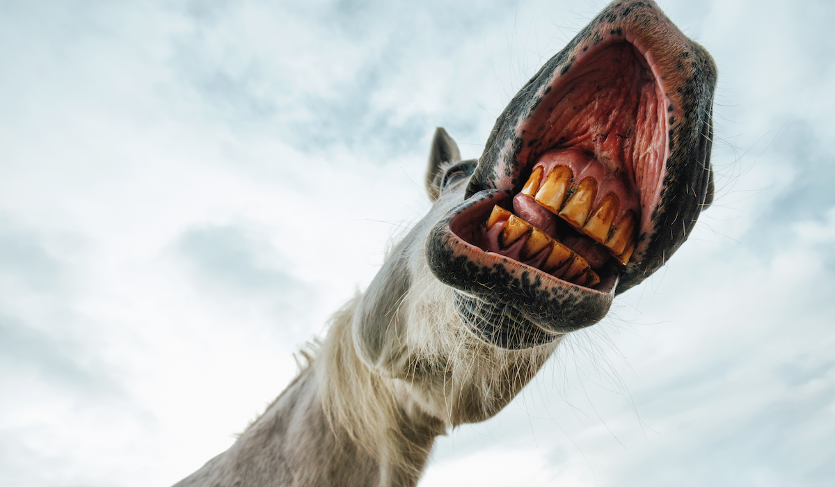 13 FAQ’s About Horse Teeth Floating Helpful Horse Hints