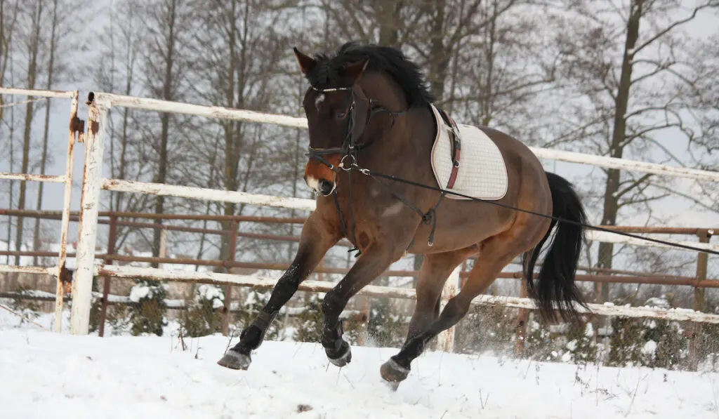 lunging on snow