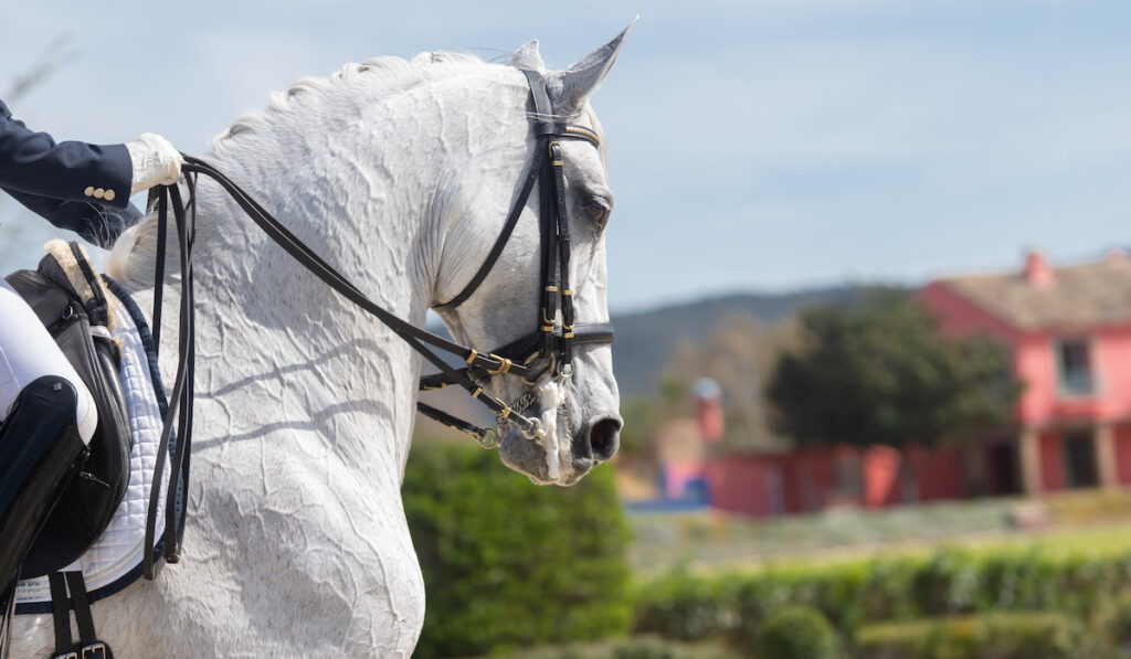 lusitano horse dressage