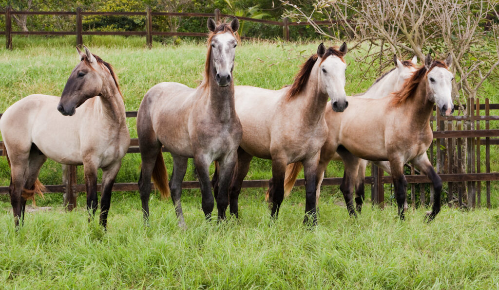 lusitano horse on grass