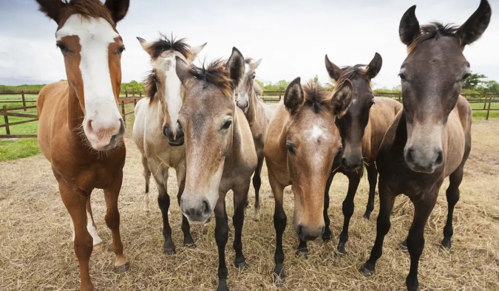 lusitano horses looking at camera