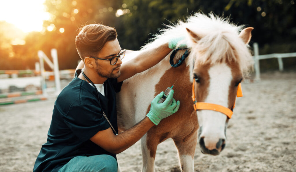 Young attractive male veterinarian giving injection to a small adorable pony horse
