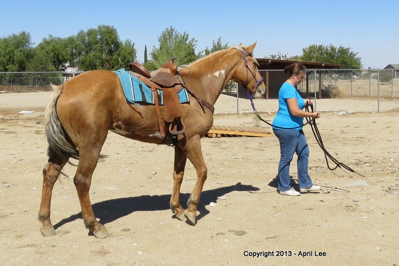 Woman pulling rope tied with her mustang mare