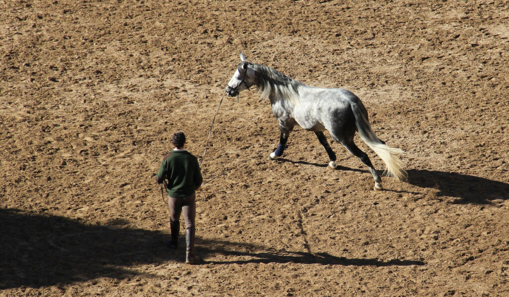 man "longing" a grey Andalusian horse