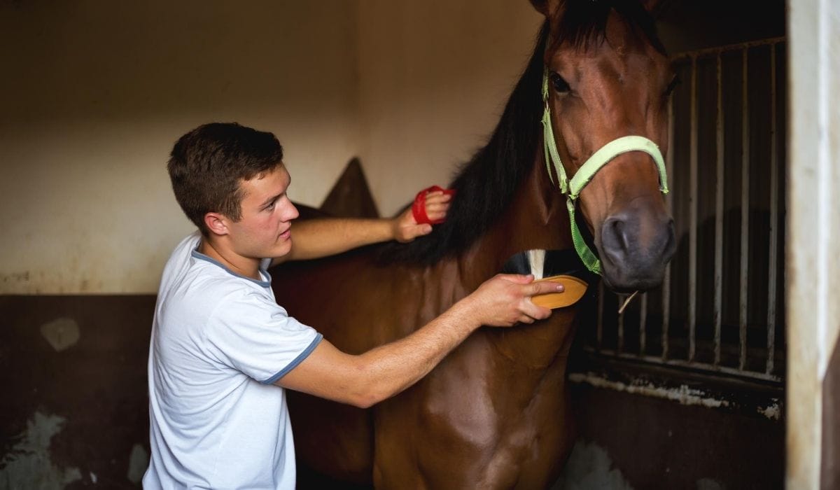 man cleaning the horse