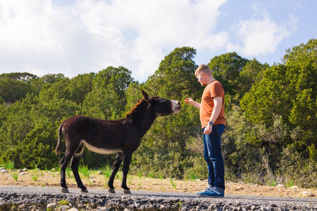 man caressing and feed a wild donkey