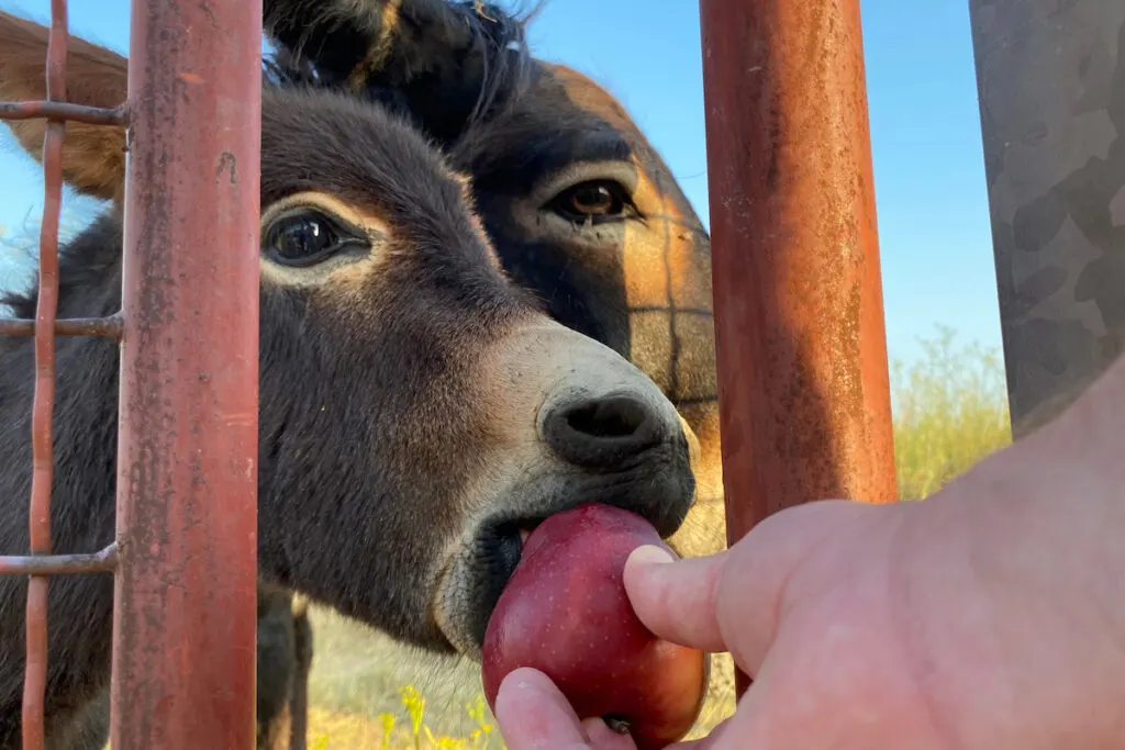 man feeding donkeys with apple