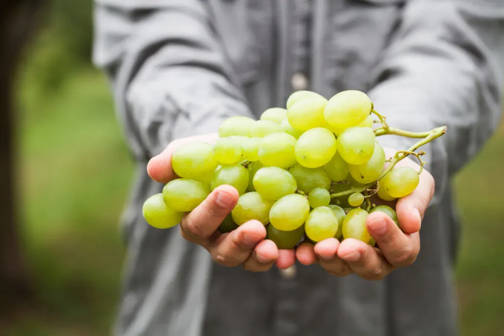 man holding a bunch of grapes