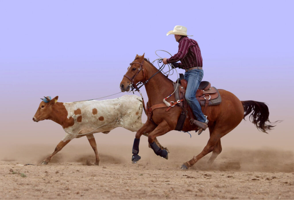 man on a roping saddle catching an on a run cow 